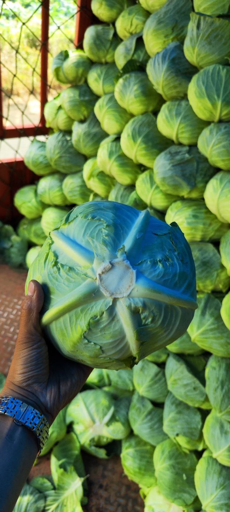 奥奇拿扁包菜，基地大量供应！菜嫩厚叶子。货源充足！