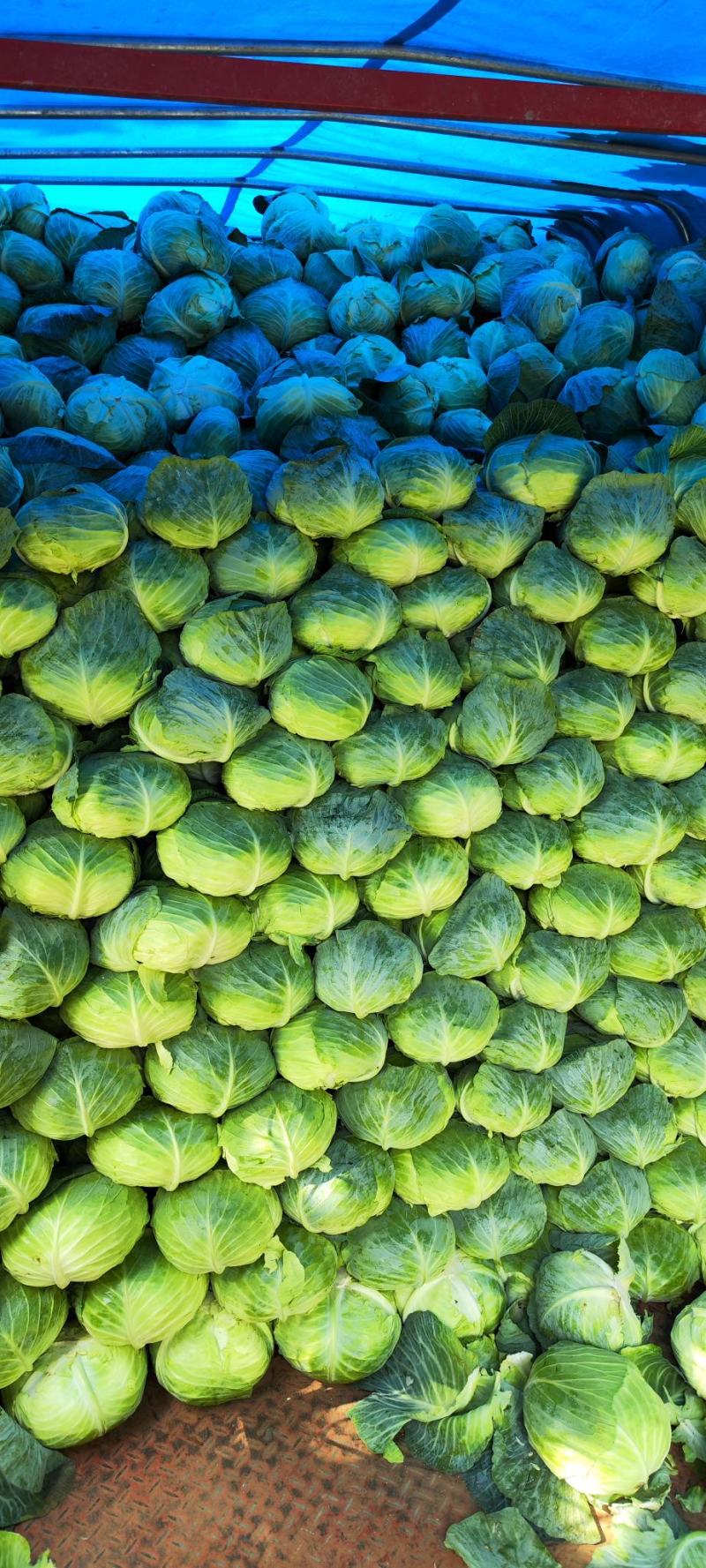 奥奇拿扁包菜，基地大量供应！菜嫩厚叶子。货源充足！