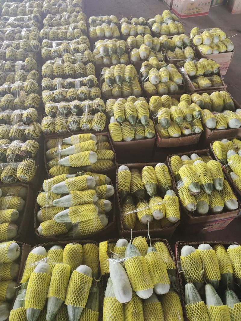 山东惠民博洋61号甜瓜，大量现货，基地直发，长期供应