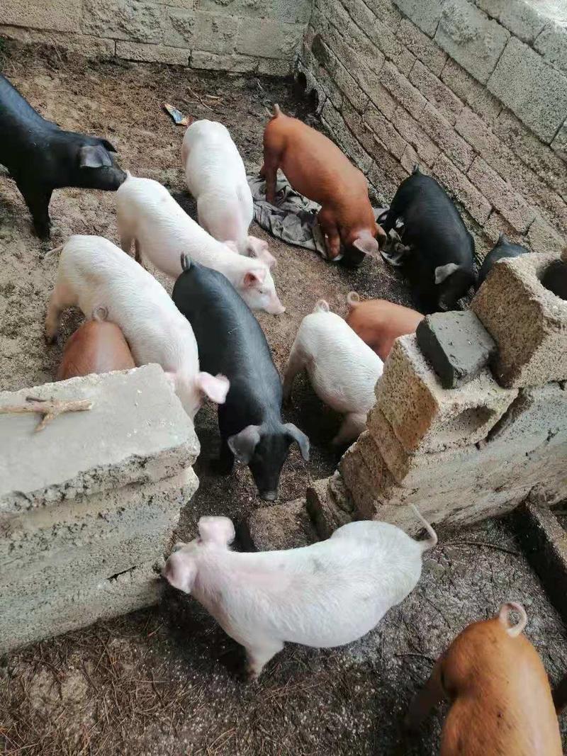 【荐】优质仔猪贵州仔猪土杂猪养殖场直发质量优良欢迎选购