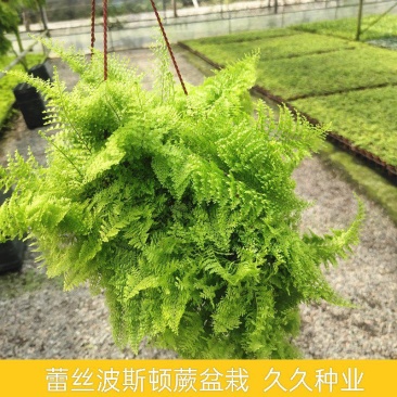 棉花糖蕨蕾丝蕨盆栽玛丽莎蕨类网红植物室内外客厅绿植