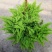 棉花糖蕨蕾丝蕨盆栽玛丽莎蕨类网红植物室内外客厅绿植