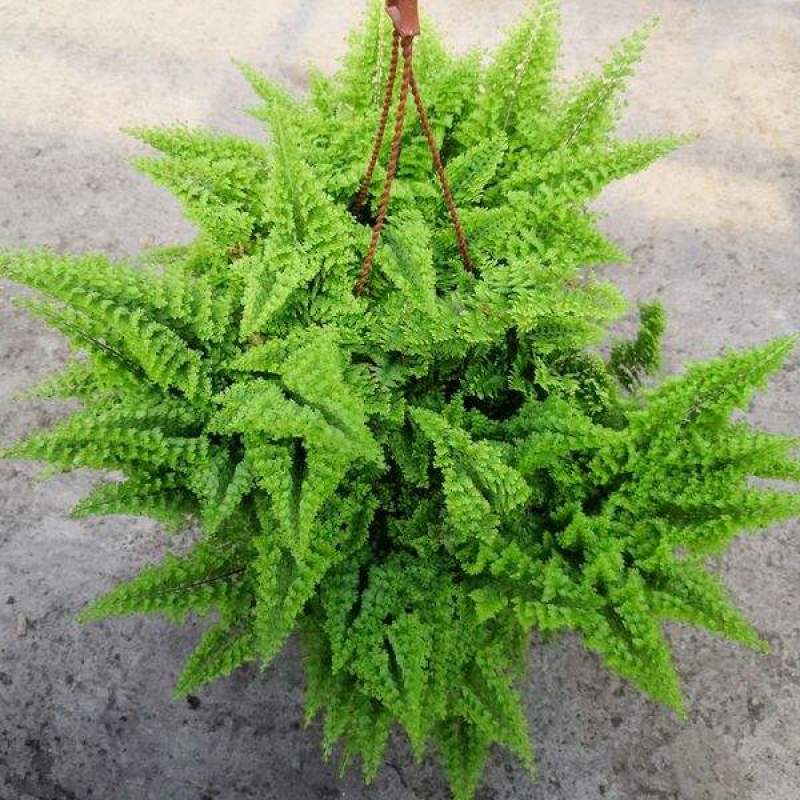 棉花糖蕨蕾丝蕨盆栽玛丽莎蕨类网红植物室内外客厅绿植