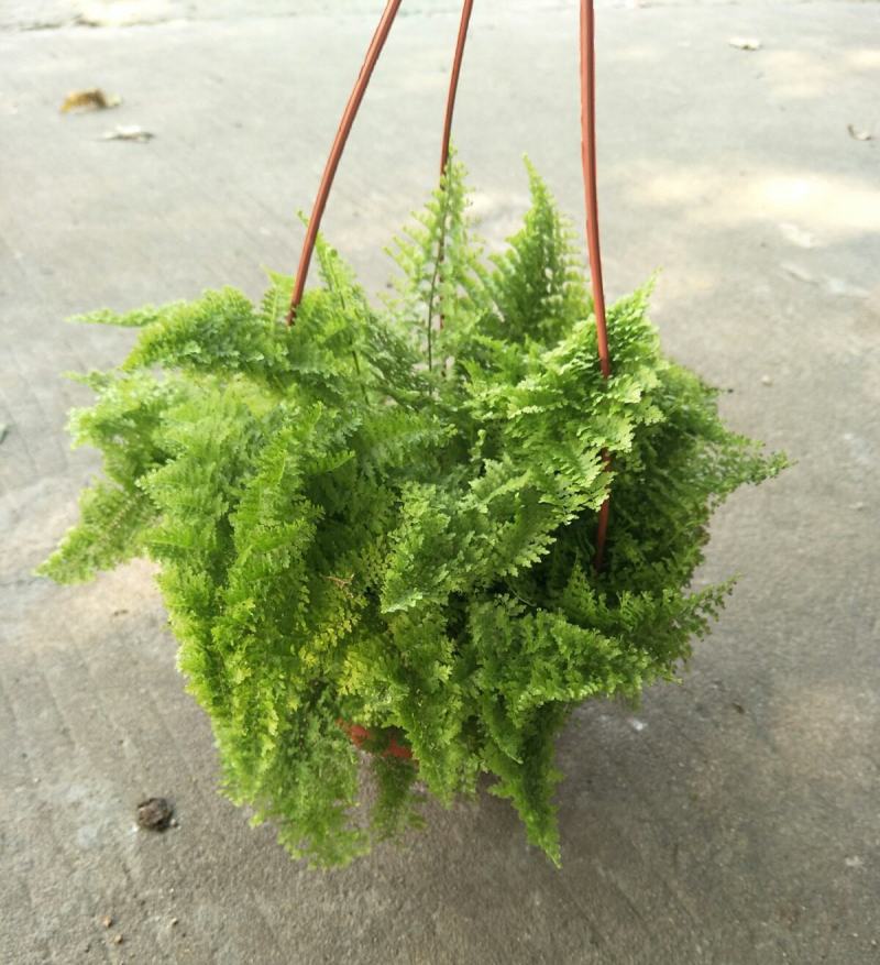 棉花糖蕨蕾丝蕨盆栽玛丽莎蕨类网红植物室内外客厅绿植