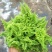 棉花糖蕨蕾丝蕨盆栽玛丽莎蕨类网红植物室内外客厅绿植
