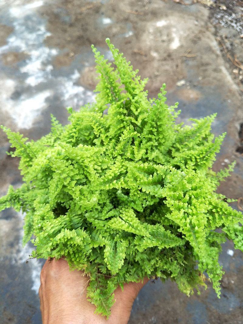 棉花糖蕨蕾丝蕨盆栽玛丽莎蕨类网红植物室内外客厅绿植