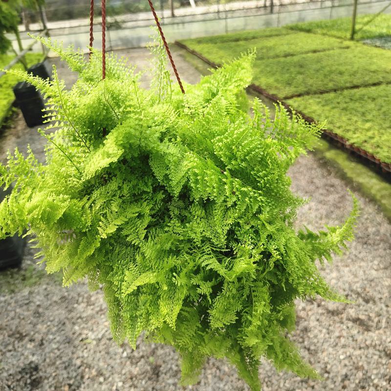 棉花糖蕨蕾丝蕨盆栽玛丽莎蕨类网红植物室内外客厅绿植