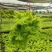 棉花糖蕨蕾丝蕨盆栽玛丽莎蕨类网红植物室内外客厅绿植