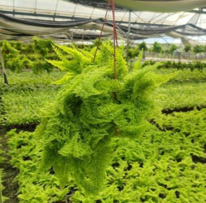 棉花糖蕨蕾丝蕨盆栽玛丽莎蕨类网红植物室内外客厅绿植