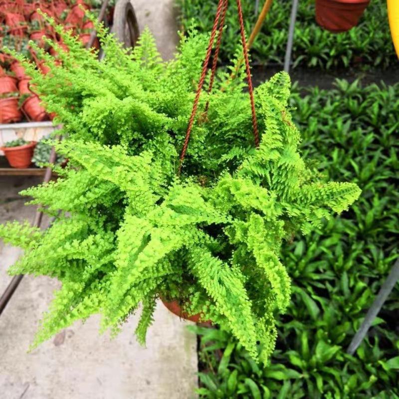 棉花糖蕨蕾丝蕨盆栽玛丽莎蕨类网红植物室内外客厅绿植