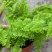 棉花糖蕨蕾丝蕨盆栽玛丽莎蕨类网红植物室内外客厅绿植