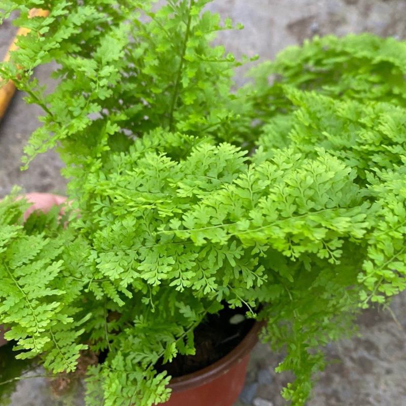 棉花糖蕨蕾丝蕨盆栽玛丽莎蕨类网红植物室内外客厅绿植