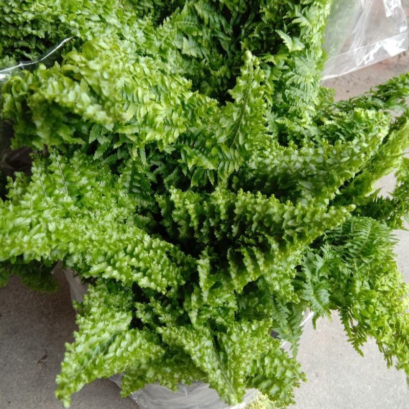 棉花糖蕨蕾丝蕨盆栽玛丽莎蕨类网红植物室内外客厅绿植