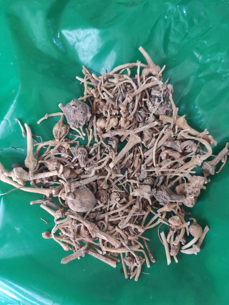 珠子参批发零售均可量大从优常年经营各种中药材