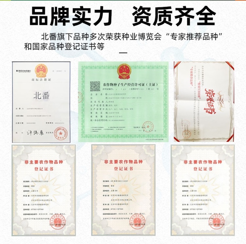 粉果西红柿籽早熟【硬粉70】抗TY抗线虫越夏大果型