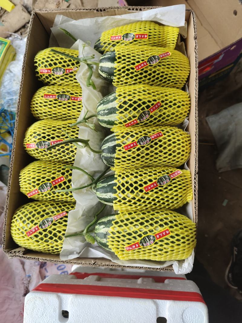 山东惠民博洋9号甜瓜，甜脆多汁，精品货源，量大从优