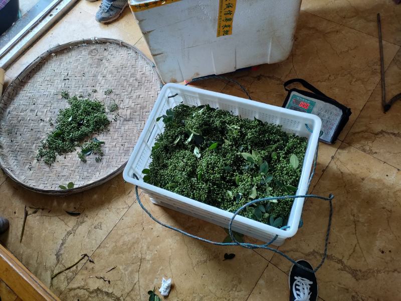 【热销】江津鲜青花椒原产地提货，当天采摘一手货，欢迎选购