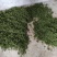 【热销】江津鲜青花椒原产地提货，当天采摘一手货，欢迎选购