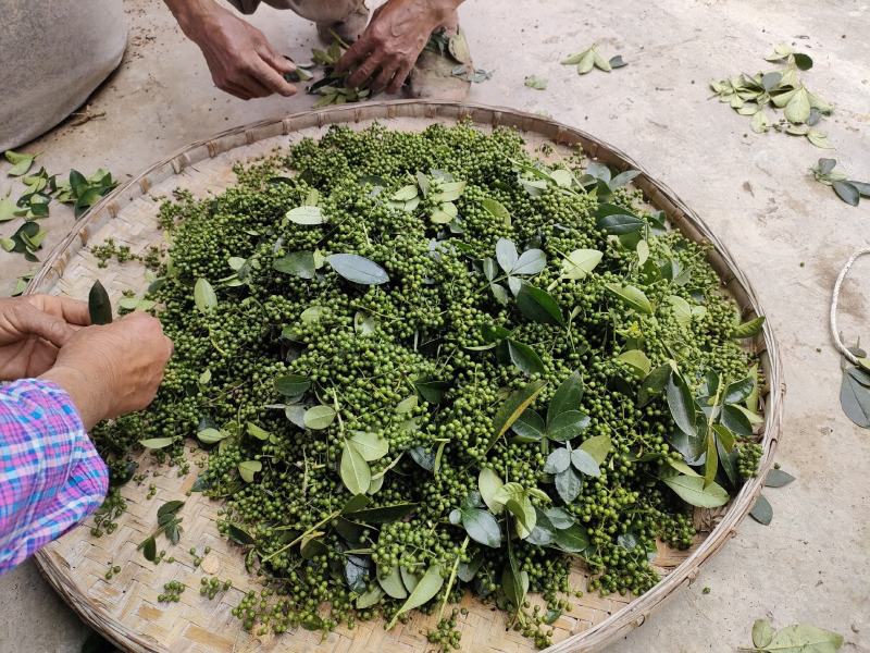 【热销】江津鲜青花椒原产地提货，当天采摘一手货，欢迎选购
