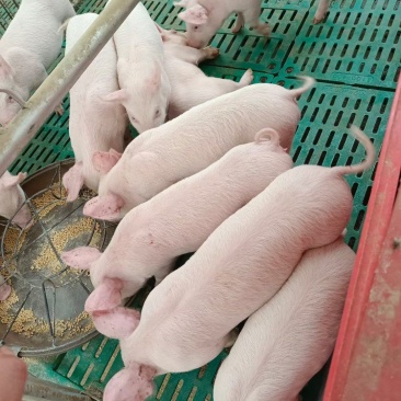 【荐】优质仔猪贵州仔猪土杂猪养殖场直发质量优良欢迎选购
