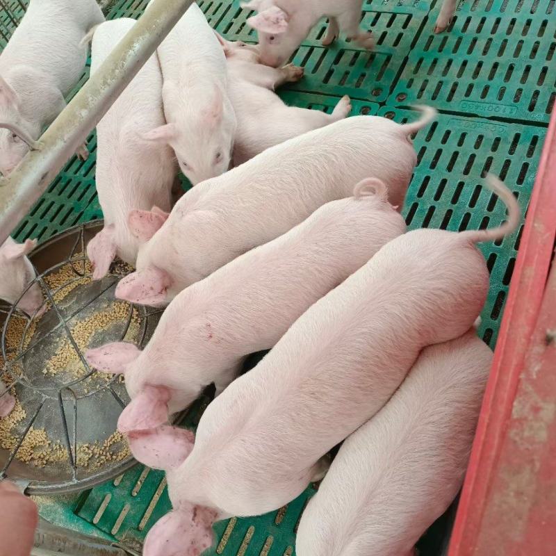 【荐】优质仔猪贵州仔猪土杂猪养殖场直发质量优良欢迎选购
