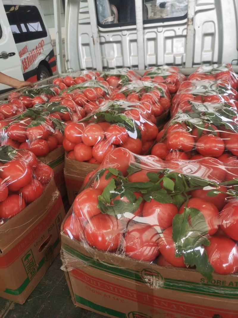 西红柿口感番茄硬粉西红柿大量上市品质好诚信为本