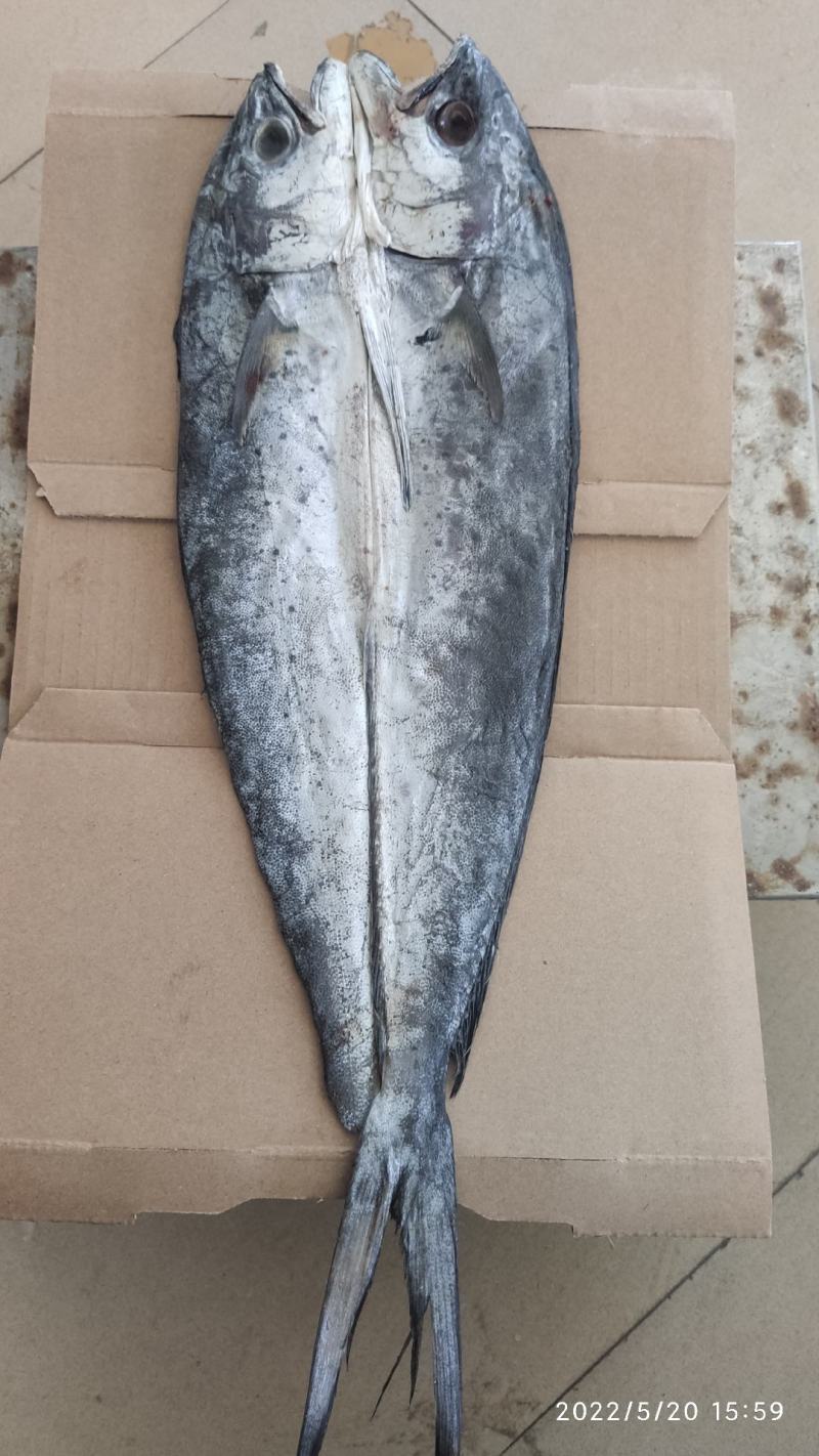 山东咸鱼咸刀鲅开背去内脏食堂饭店直供有盐