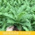 波士顿蕨盆栽垂吊驱蚊绿植物办公室内好养四季常青净化空气