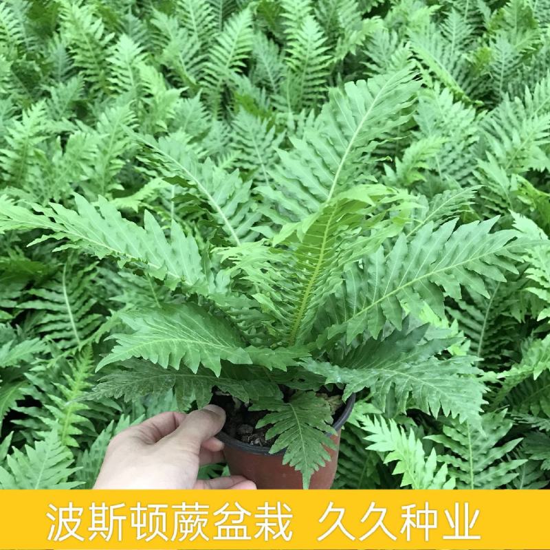 波士顿蕨盆栽垂吊驱蚊绿植物办公室内好养四季常青净化空气