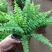 波士顿蕨盆栽垂吊驱蚊绿植物办公室内好养四季常青净化空气