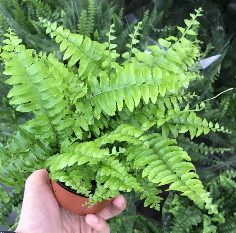 波士顿蕨盆栽垂吊驱蚊绿植物办公室内好养四季常青净化空气