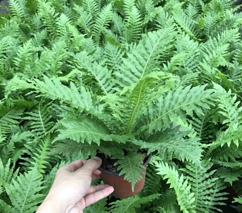 波士顿蕨盆栽垂吊驱蚊绿植物办公室内好养四季常青净化空气