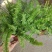 波士顿蕨盆栽垂吊驱蚊绿植物办公室内好养四季常青净化空气