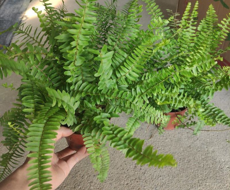 波士顿蕨盆栽垂吊驱蚊绿植物办公室内好养四季常青净化空气