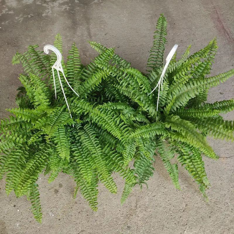 波士顿蕨盆栽垂吊驱蚊绿植物办公室内好养四季常青净化空气