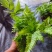 波士顿蕨盆栽垂吊驱蚊绿植物办公室内好养四季常青净化空气