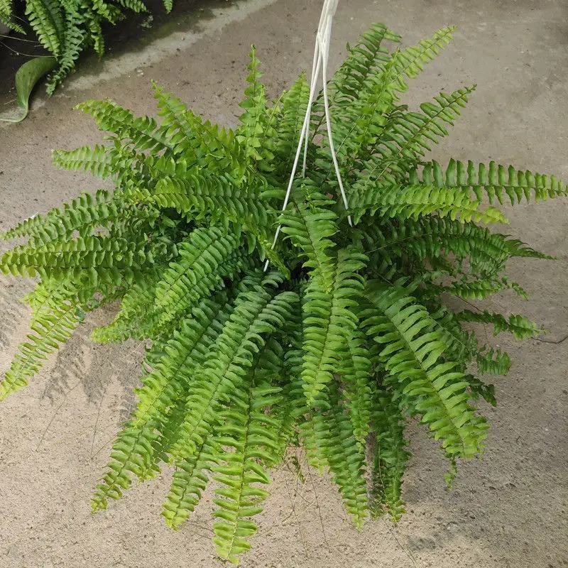 波士顿蕨盆栽垂吊驱蚊绿植物办公室内好养四季常青净化空气