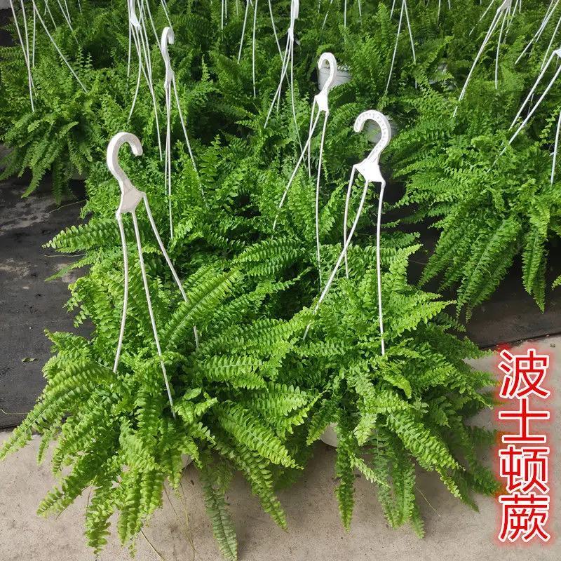 波士顿蕨盆栽垂吊驱蚊绿植物办公室内好养四季常青净化空气