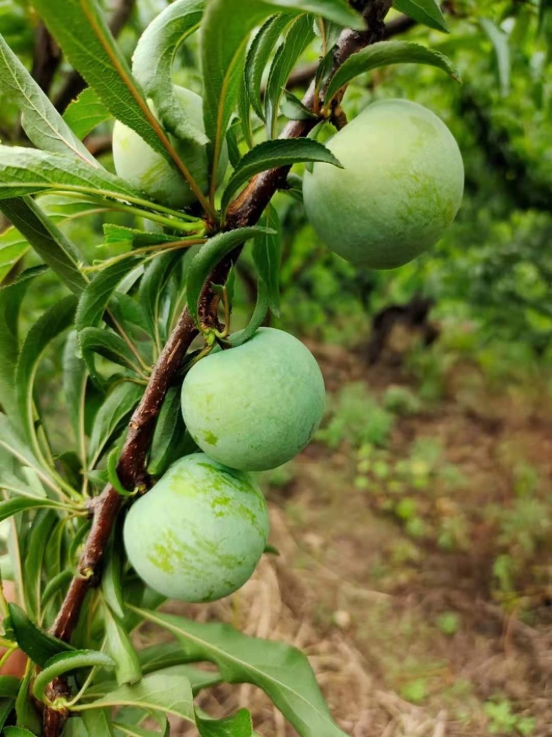 贵州六马正宗蜂糖李