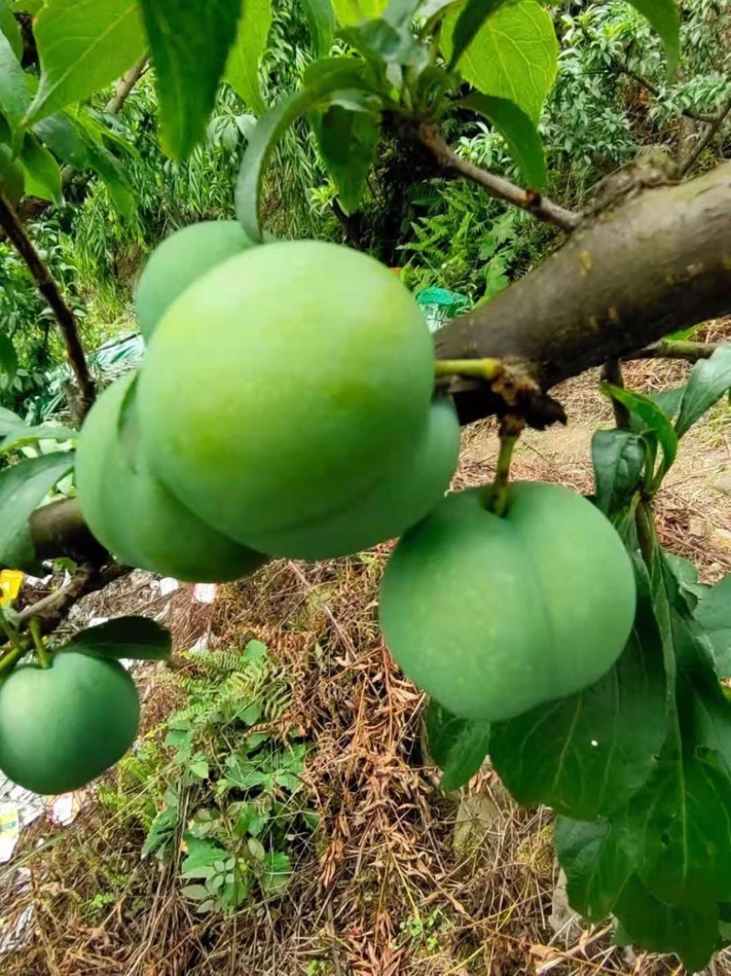 贵州六马正宗蜂糖李
