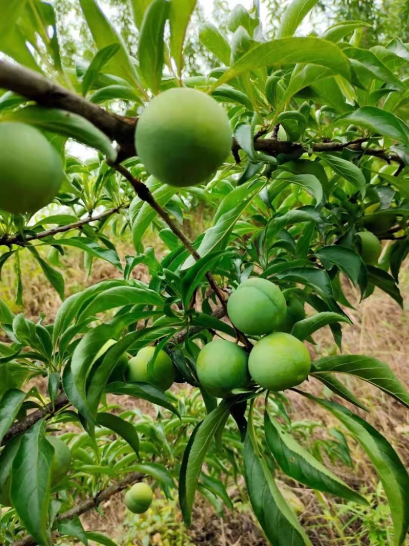 贵州六马正宗蜂糖李