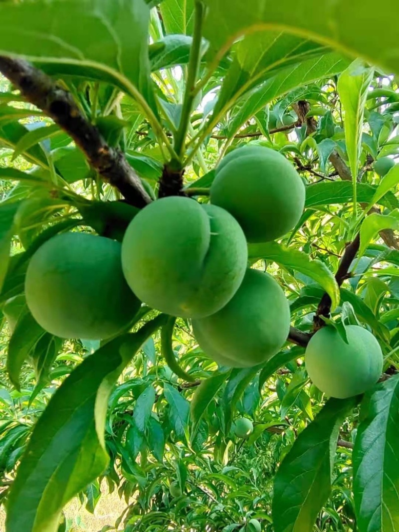 贵州六马正宗蜂糖李