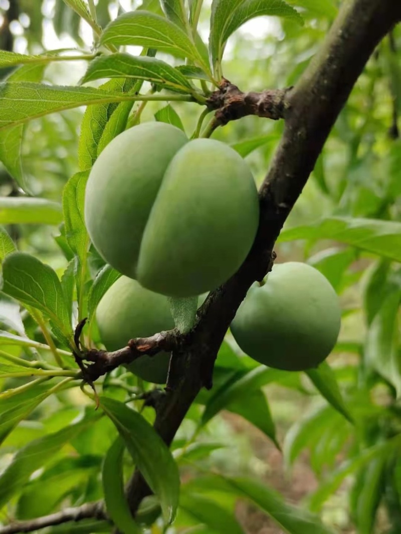 贵州六马正宗蜂糖李