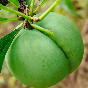 贵州六马正宗蜂糖李