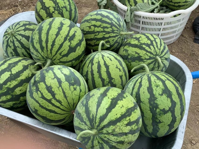 临泉大棚原苗美都西瓜6斤打底皮薄脆甜原生苗