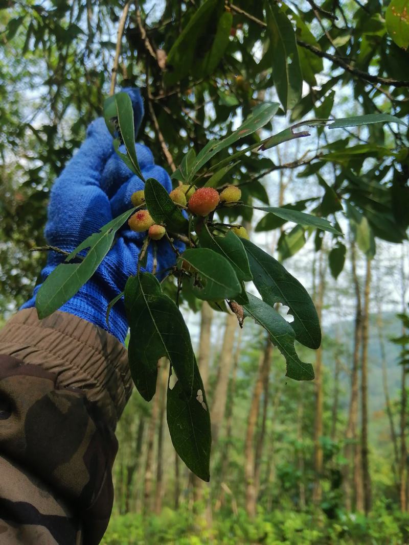 云南普洱易武旧衙门森林茶2022年头春（明前茶）散装