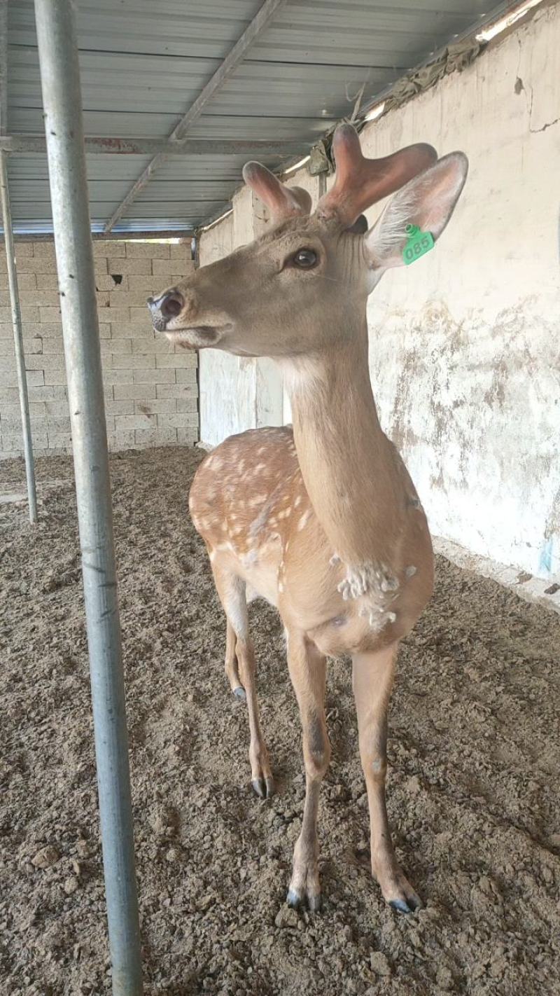 梅花鹿成年梅花鹿养殖场出售梅花鹿幼崽鹿产品包成活率