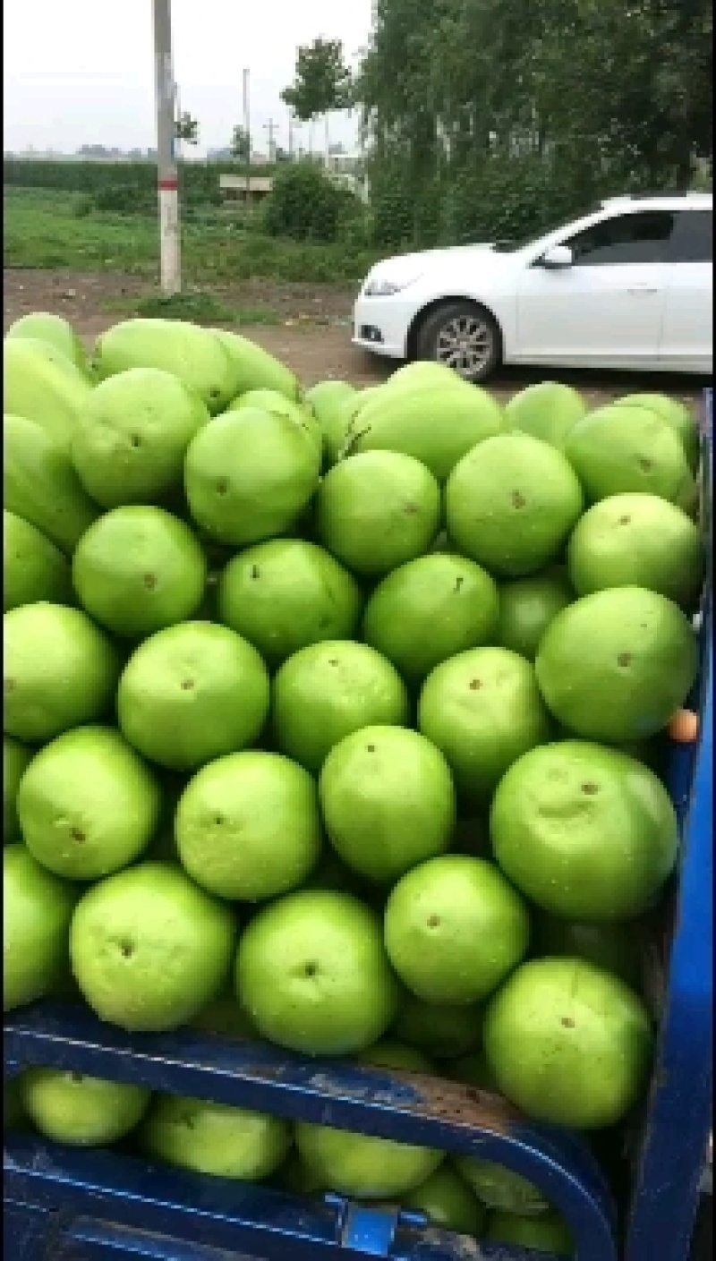 青茄子，产地直销，质量保证，品种齐全。全国代发，来电咨询