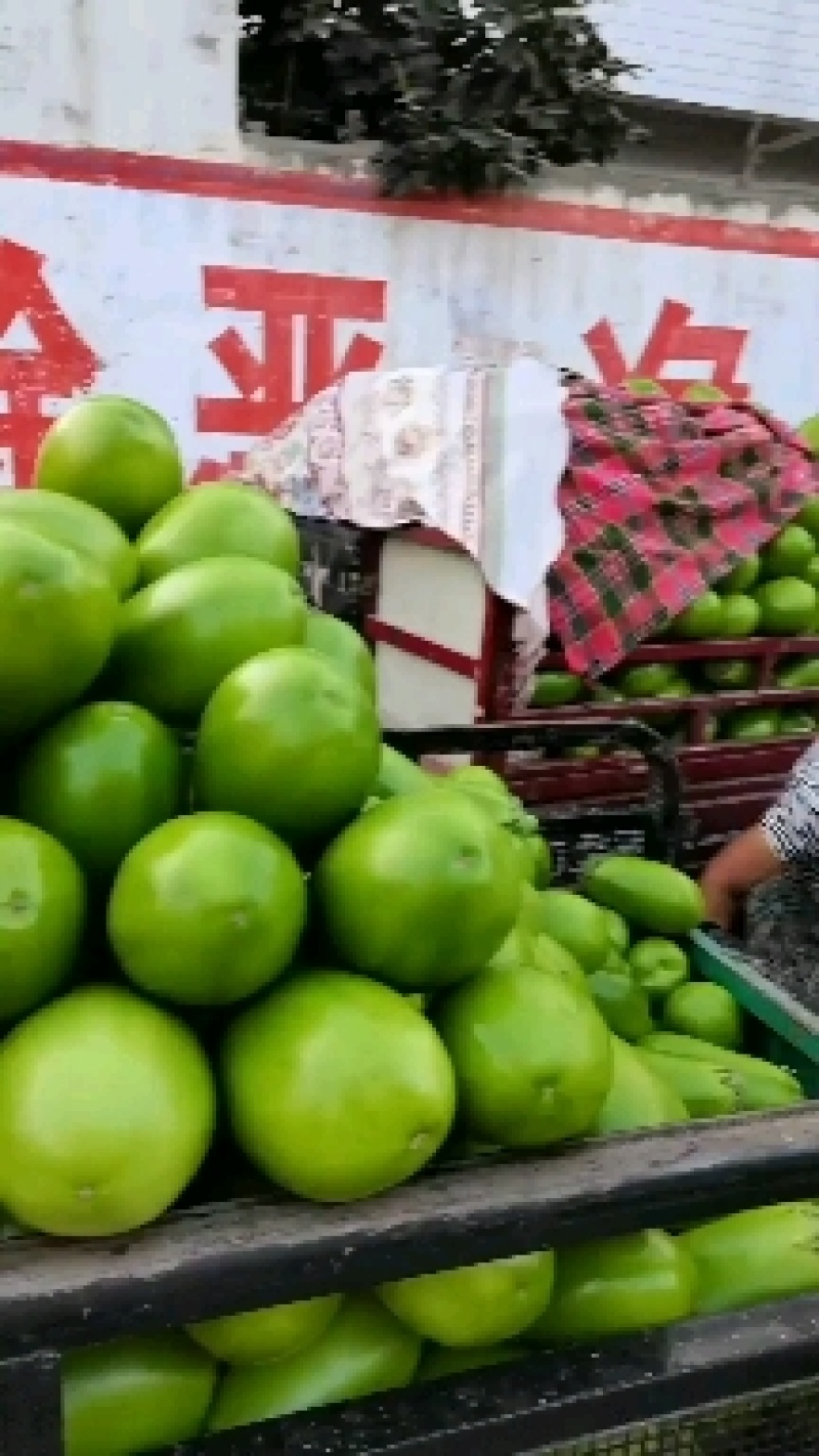 青茄子，产地直销，质量保证，品种齐全。全国代发，来电咨询