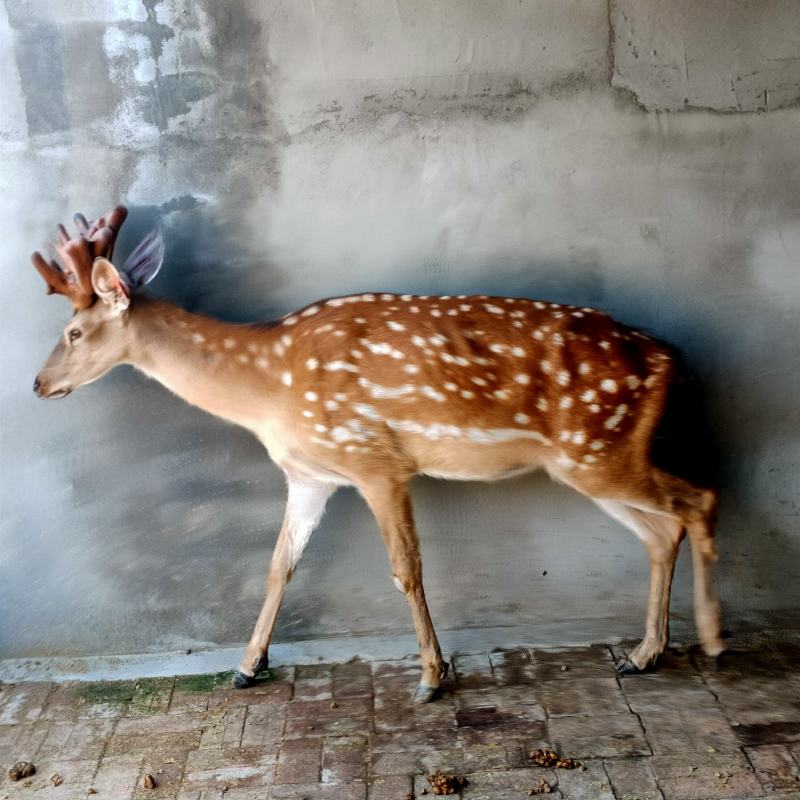 回收成年梅花鹿大小公母活体梅花鹿均有出售鹿产品鹿价格